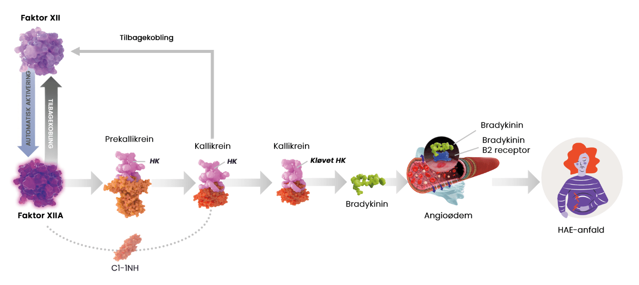 Translation of some element only needed: Cleaved HK >>Kløvet HK Angioedema >> Angioødem HAE attack >> HAE-anfald