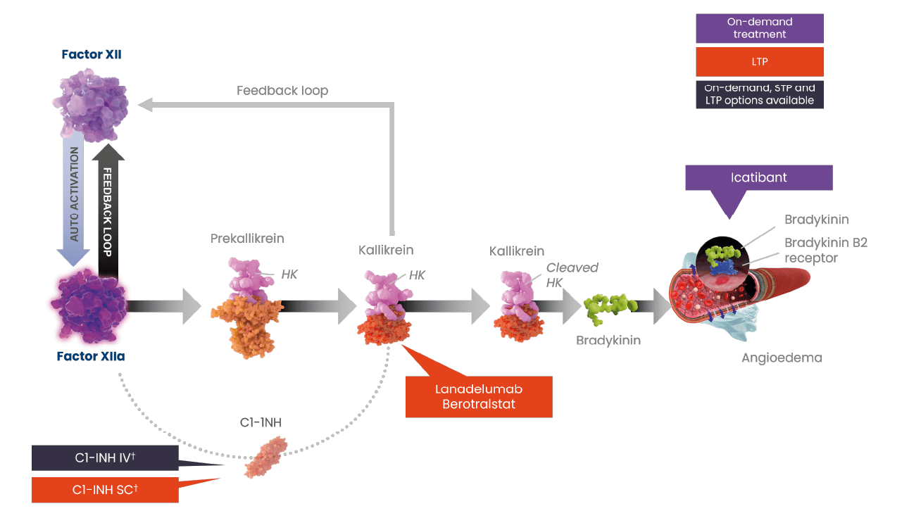 HAE cascade treatment