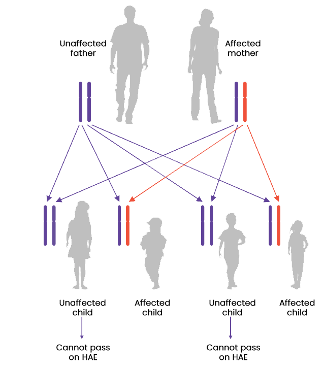 genetics diagram