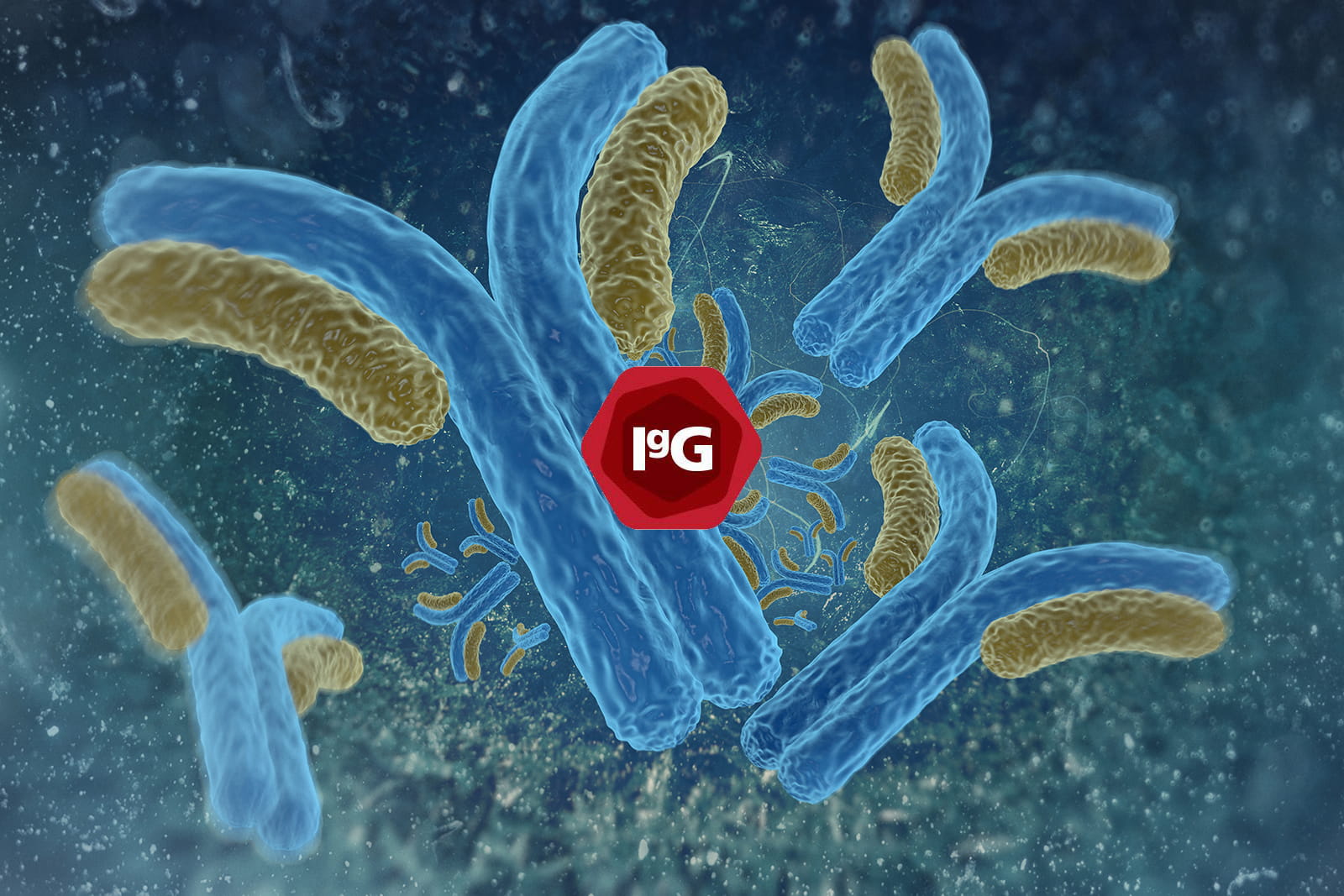 Immunoglobulins